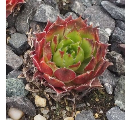 Sempervivum MINUS