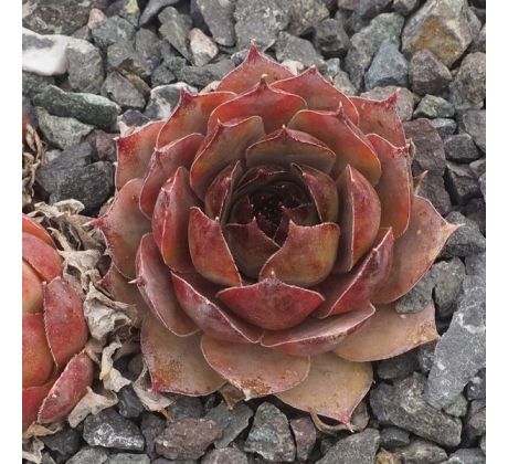 Sempervivum MISS PIGGY