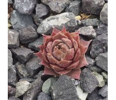 Sempervivum MONSTRUSK