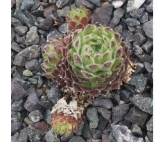 Sempervivum MORGENTAU