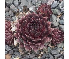 Sempervivum MORTIE