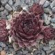 Sempervivum MORTIE