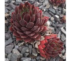 Sempervivum MOULIN ROUGE