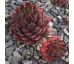 Sempervivum MOULIN ROUGE