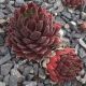 Sempervivum MOULIN ROUGE