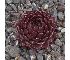 Sempervivum MÜTTERLE