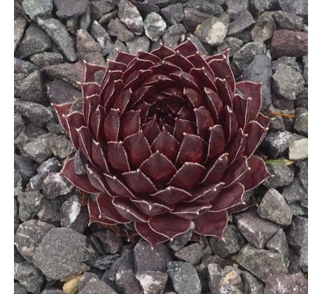 Sempervivum MÜTTERLE