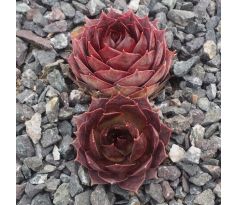 Sempervivum ADELTRUID