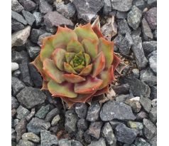 Sempervivum AGGIE