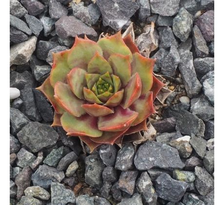 Sempervivum AGGIE