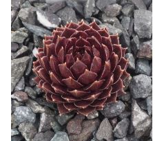 Sempervivum SONJA