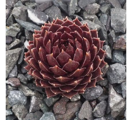 Sempervivum SONJA