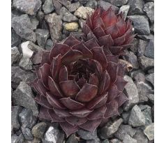 Sempervivum ALCITHOE