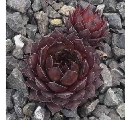 Sempervivum ALCITHOE