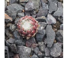 Sempervivum BANTOE