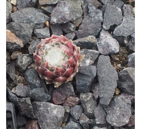 Sempervivum BANTOE