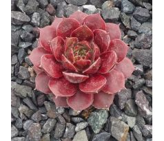 Sempervivum BARBARA