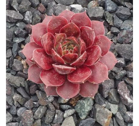 Sempervivum BARBARA