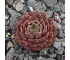 Sempervivum ALSTERHERBST