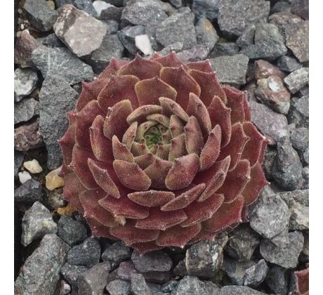 Sempervivum ALSTERHERBST