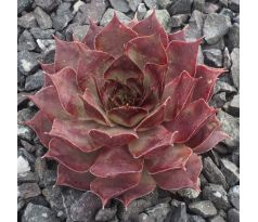 Sempervivum ALSTERTUSSI