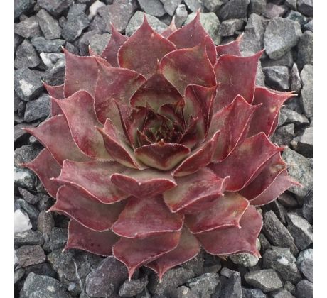 Sempervivum ALSTERTUSSI