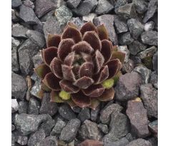 Sempervivum AMELUNGA