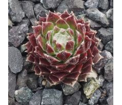 Sempervivum ANDINN FURCAS