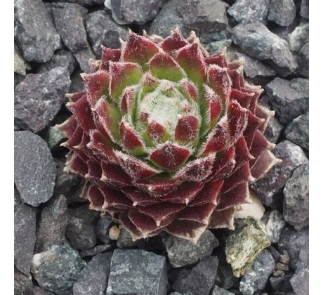 Sempervivum ANDINN FURCAS