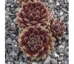 Sempervivum ANISTTE