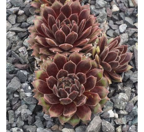 Sempervivum ANISTTE