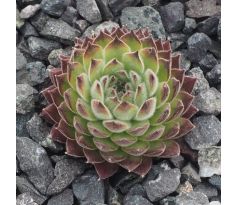 Sempervivum ANNE MARIE