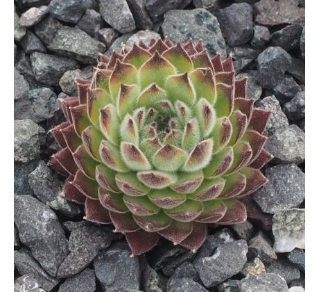 Sempervivum ANNE MARIE