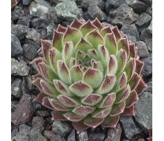 Sempervivum APOLLONIA