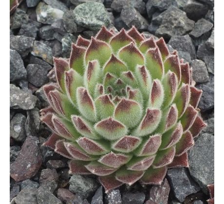 Sempervivum APOLLONIA