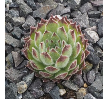 Sempervivum APPOLINARIA