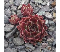 Sempervivum AUKINA