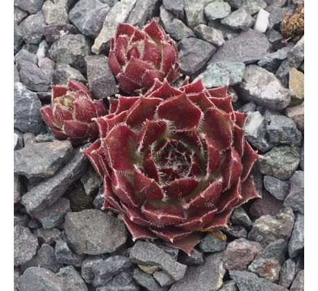 Sempervivum AUKINA