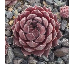 Sempervivum AQUILA