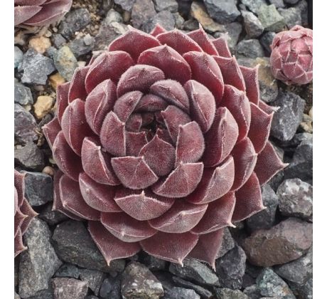 Sempervivum AQUILA