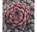 Sempervivum AQUILA