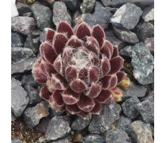 Sempervivum AVERIL