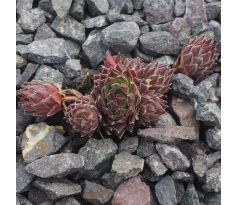 Sempervivum WARM VALLEY