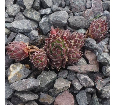 Sempervivum WARM VALLEY