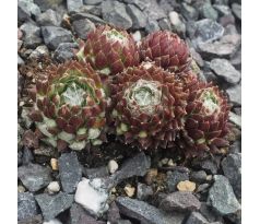 Sempervivum MINOR