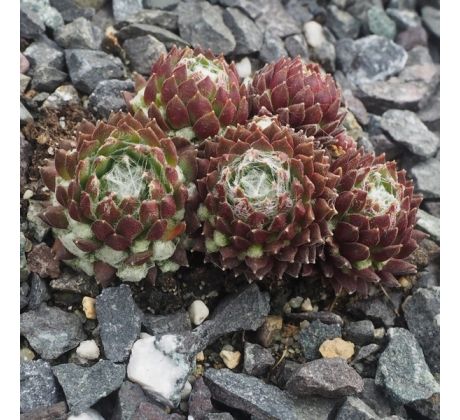 Sempervivum MINOR