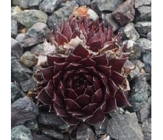 Sempervivum BANJO