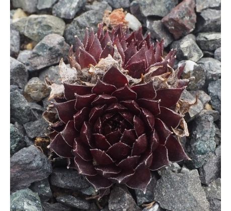 Sempervivum BANJO