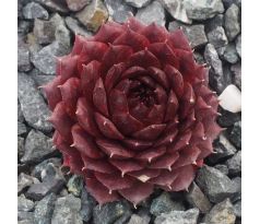 Sempervivum BELLOT`S POURPRE