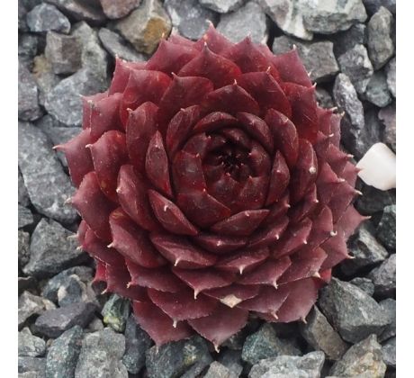 Sempervivum BELLOT`S POURPRE